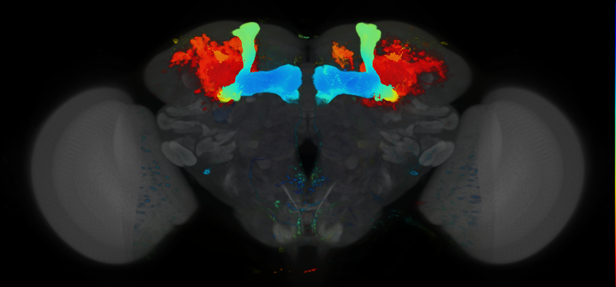 P{VT063195-GAL4} expression pattern