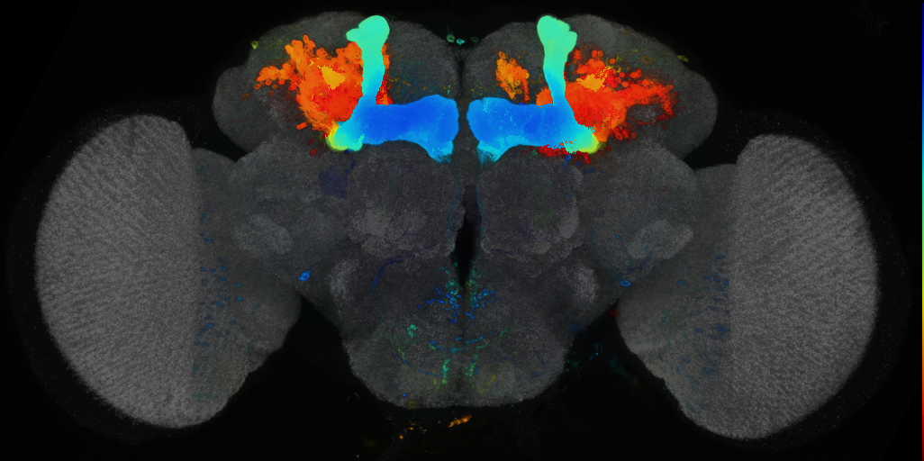 P{VT063195-GAL4} expression pattern