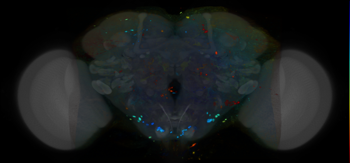 P{VT063214-GAL4} expression pattern