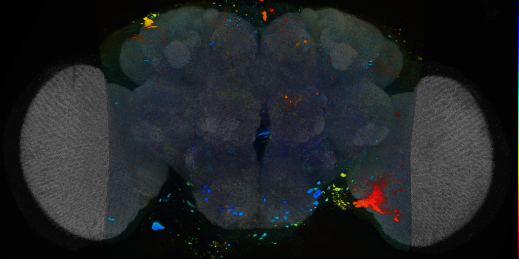P{VT063214-GAL4} expression pattern