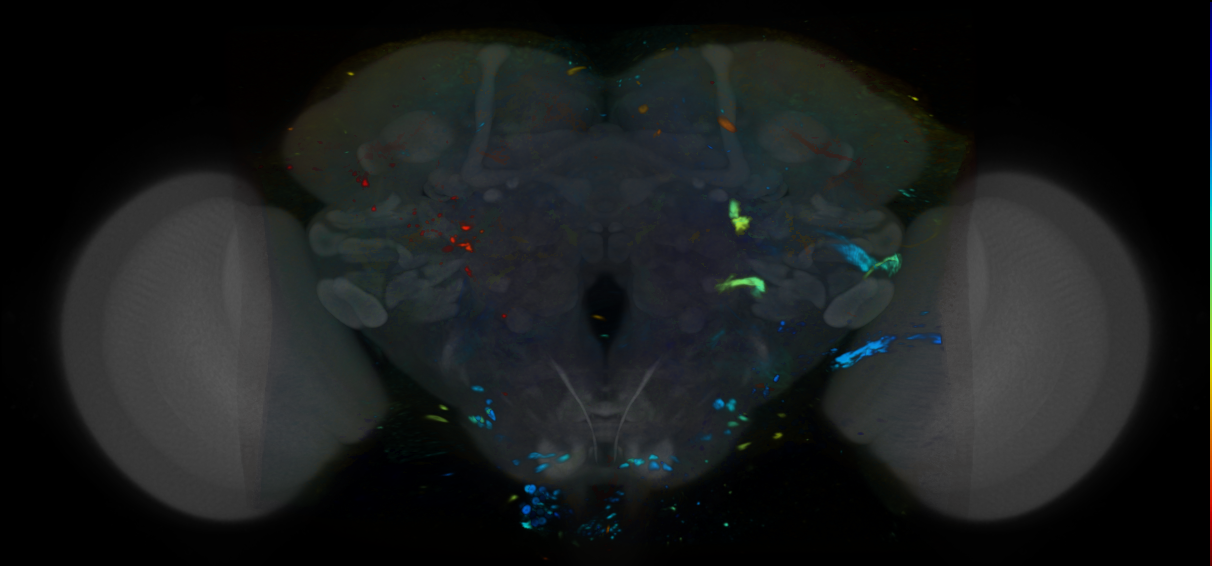 P{VT063214-GAL4} expression pattern