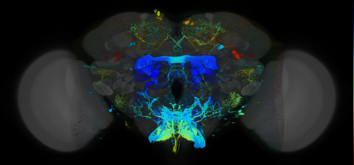 P{VT063227-GAL4} expression pattern
