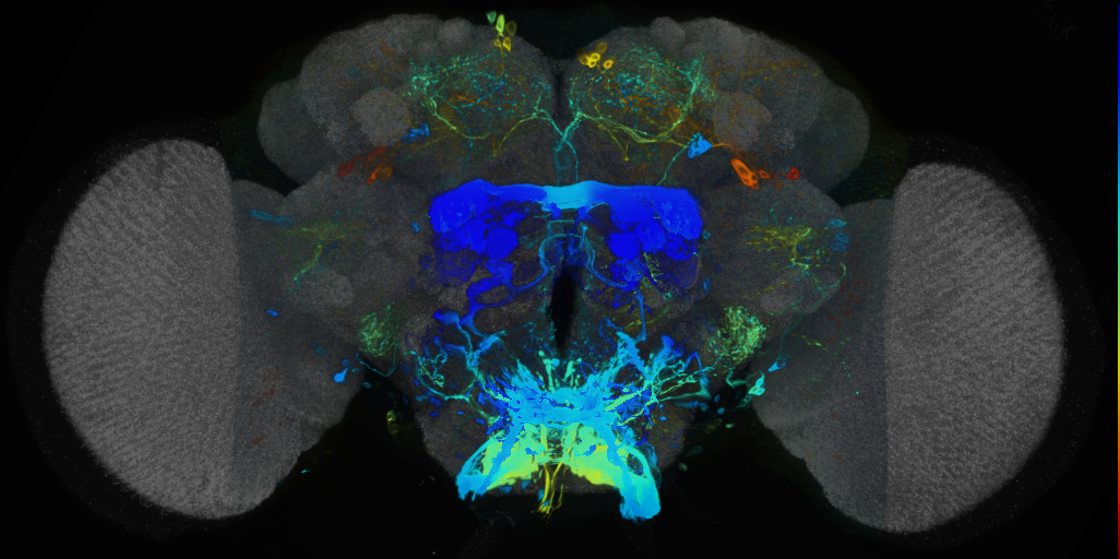 P{VT063227-GAL4} expression pattern