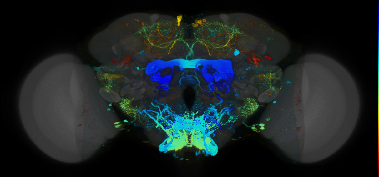 P{VT063227-GAL4} expression pattern