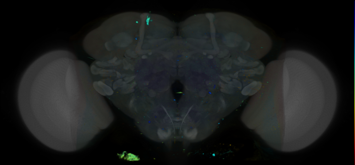 P{VT063359-GAL4} expression pattern