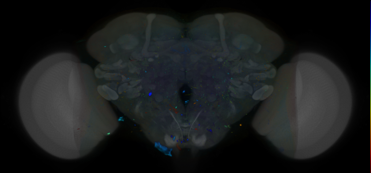 P{VT063359-GAL4} expression pattern