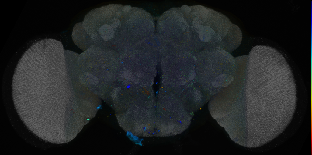 P{VT063359-GAL4} expression pattern