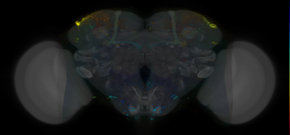 P{VT063534-GAL4} expression pattern