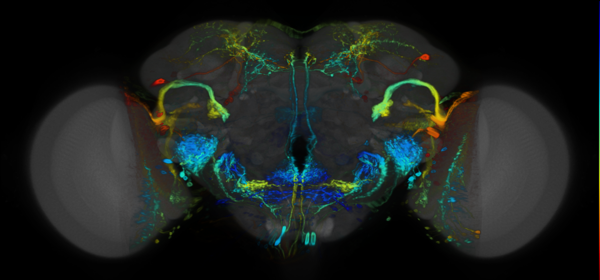 P{VT063537-GAL4} expression pattern
