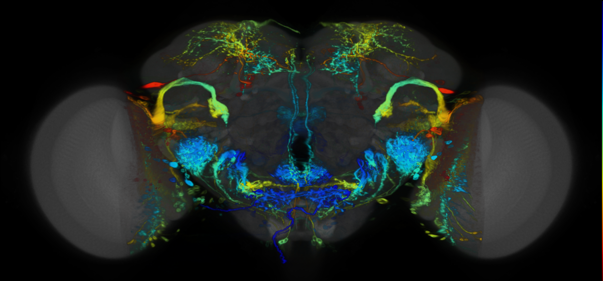 P{VT063537-GAL4} expression pattern