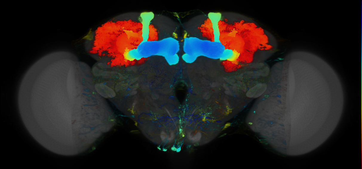 P{VT063565-GAL4} expression pattern
