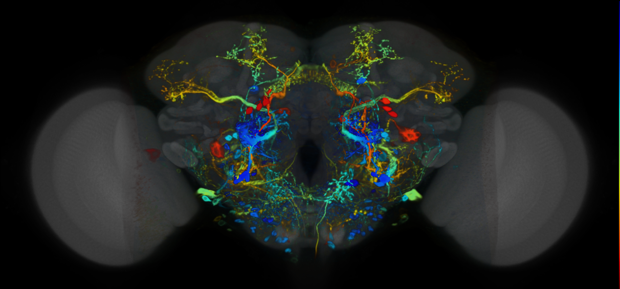 P{VT063626-GAL4} expression pattern