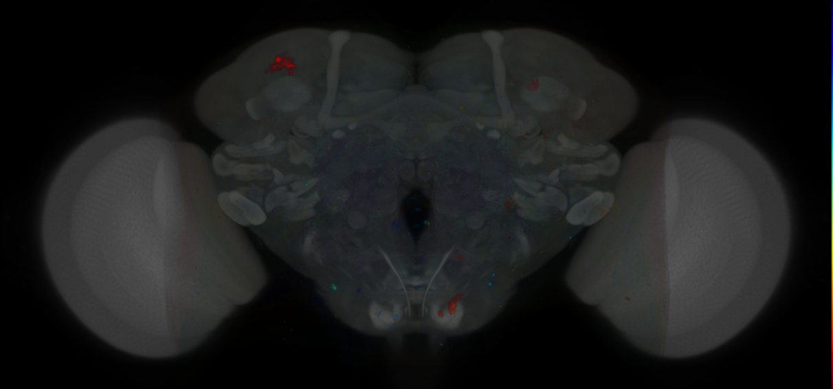 P{VT063642-GAL4} expression pattern