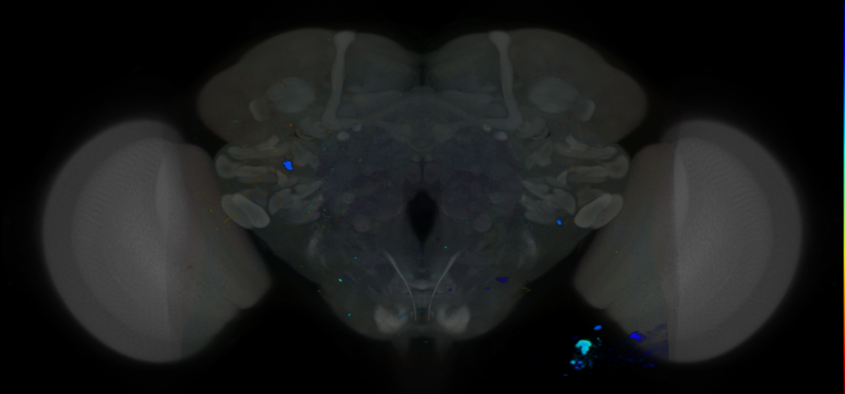 P{VT063642-GAL4} expression pattern