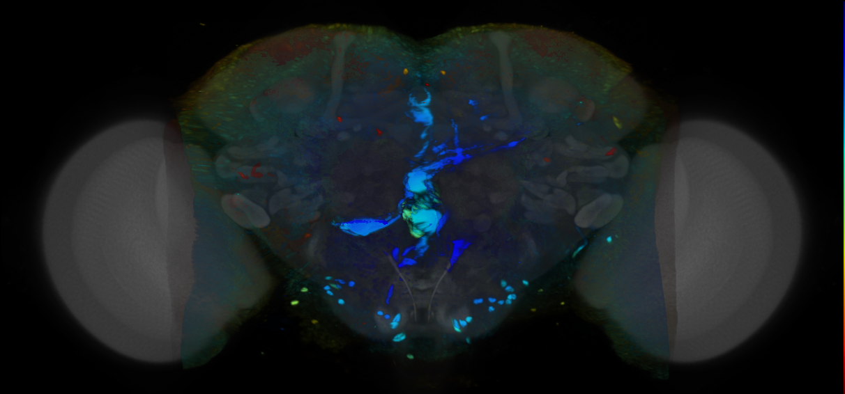 P{VT063710-GAL4} expression pattern