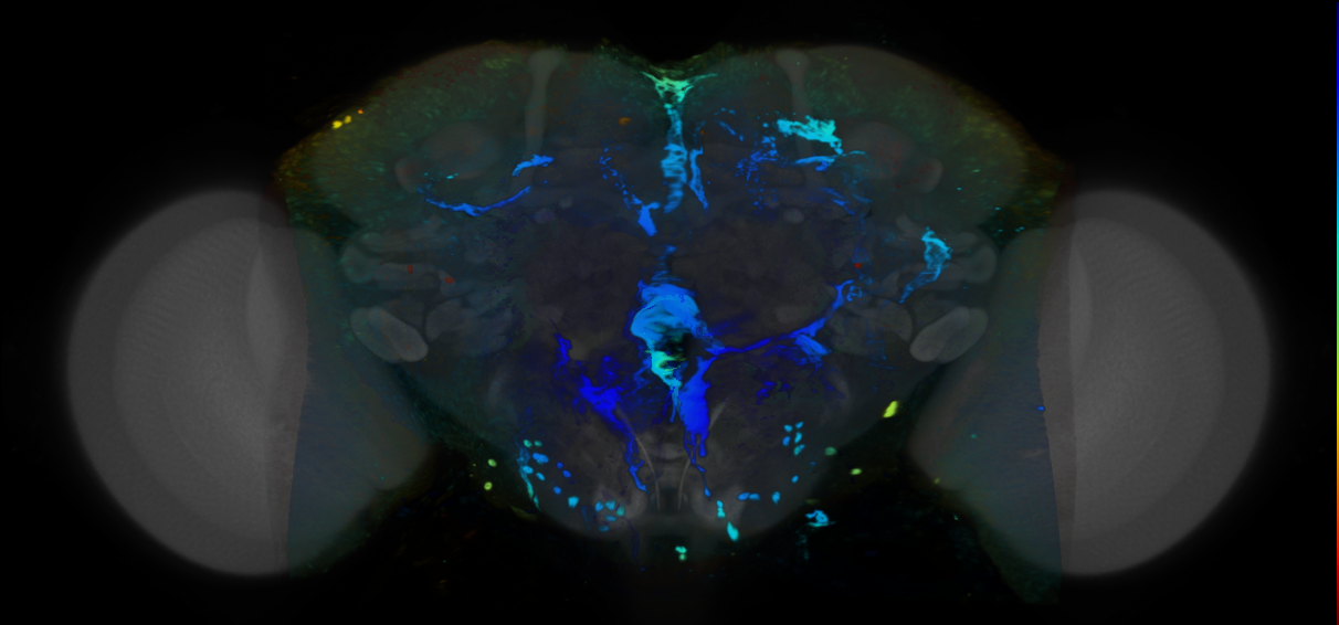 P{VT063710-GAL4} expression pattern