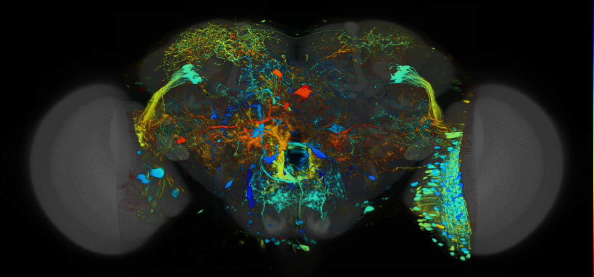 P{VT063734-GAL4} expression pattern