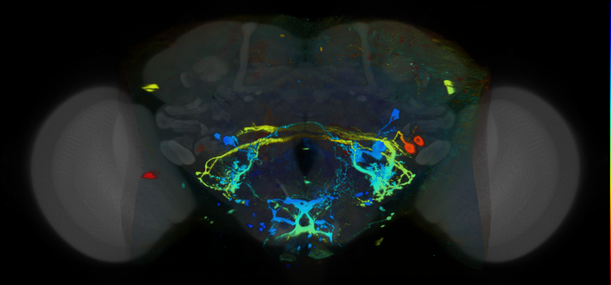 P{VT063740-GAL4} expression pattern
