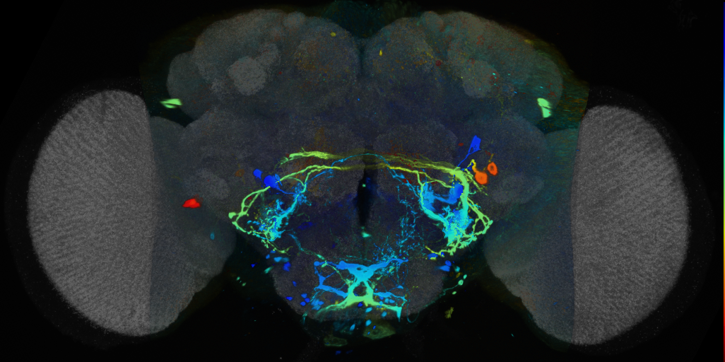 P{VT063740-GAL4} expression pattern