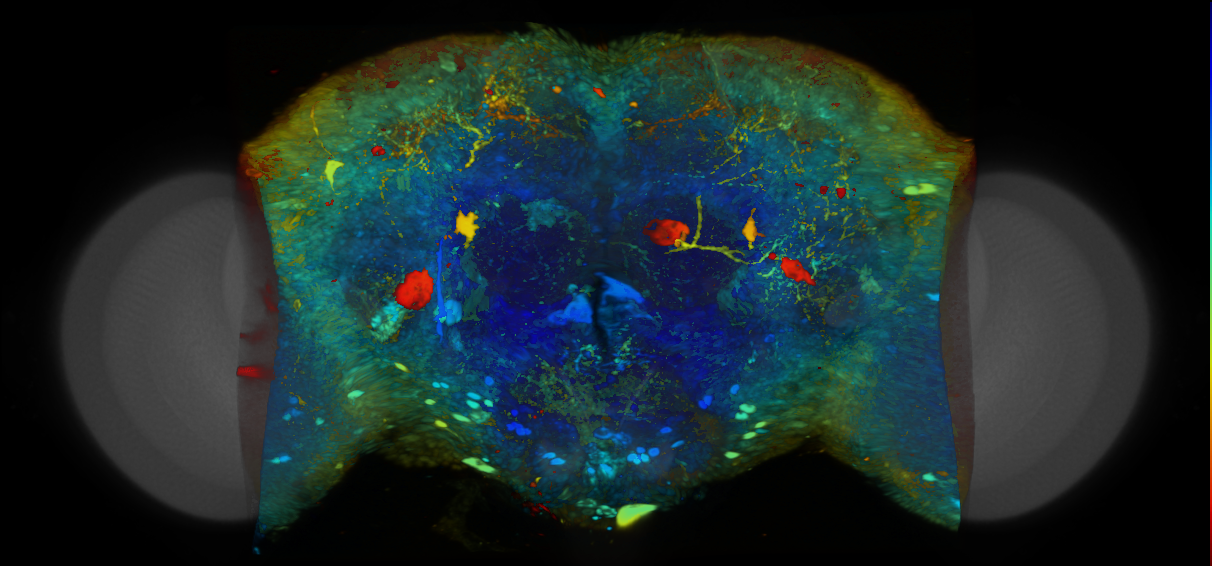 P{VT063980-GAL4} expression pattern