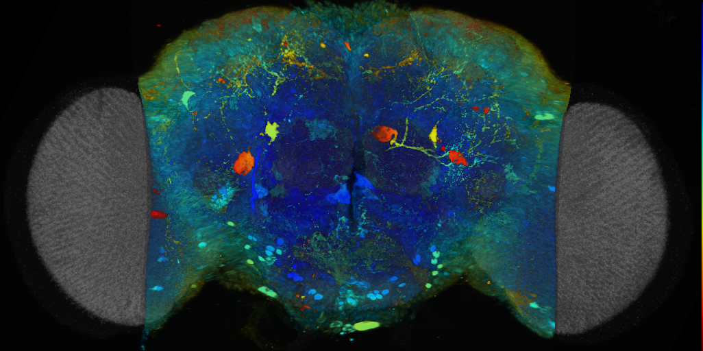 P{VT063980-GAL4} expression pattern