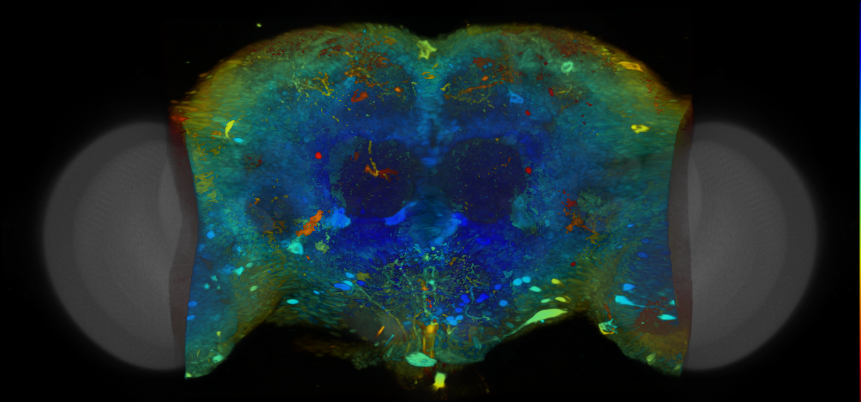 P{VT063980-GAL4} expression pattern