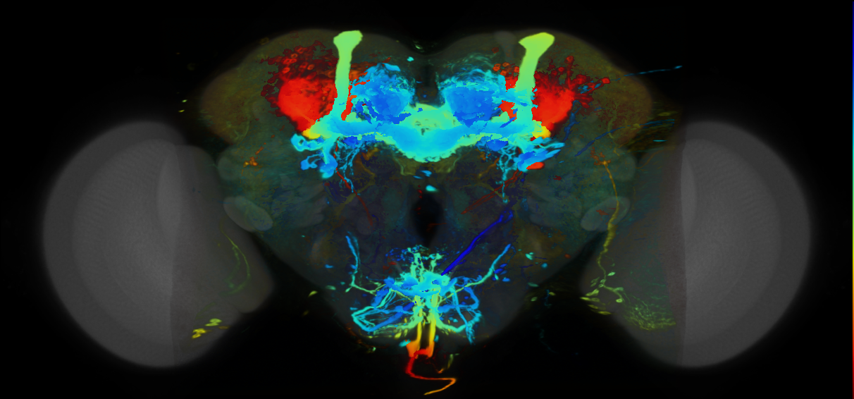 P{VT064508-GAL4} expression pattern