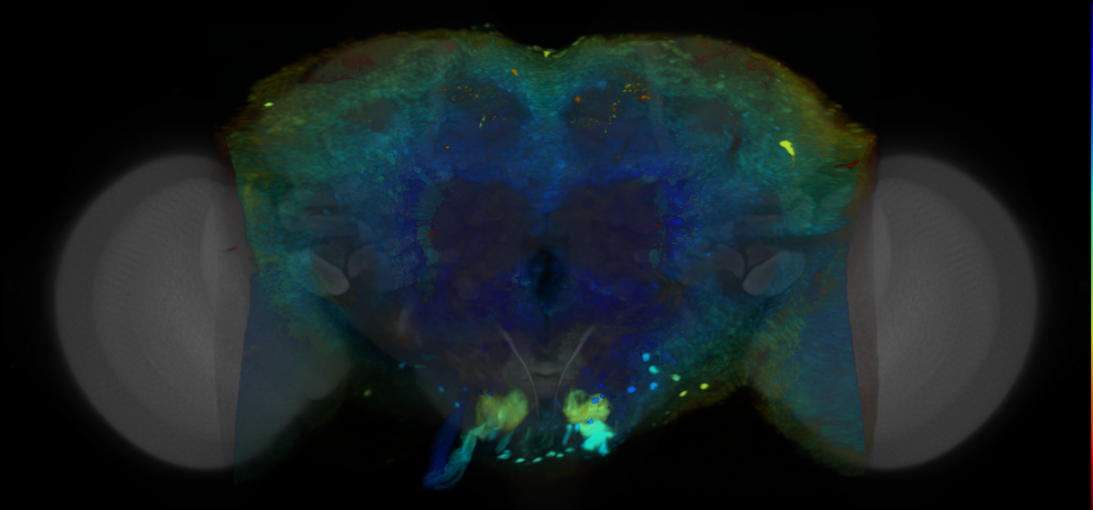P{VT064517-GAL4} expression pattern
