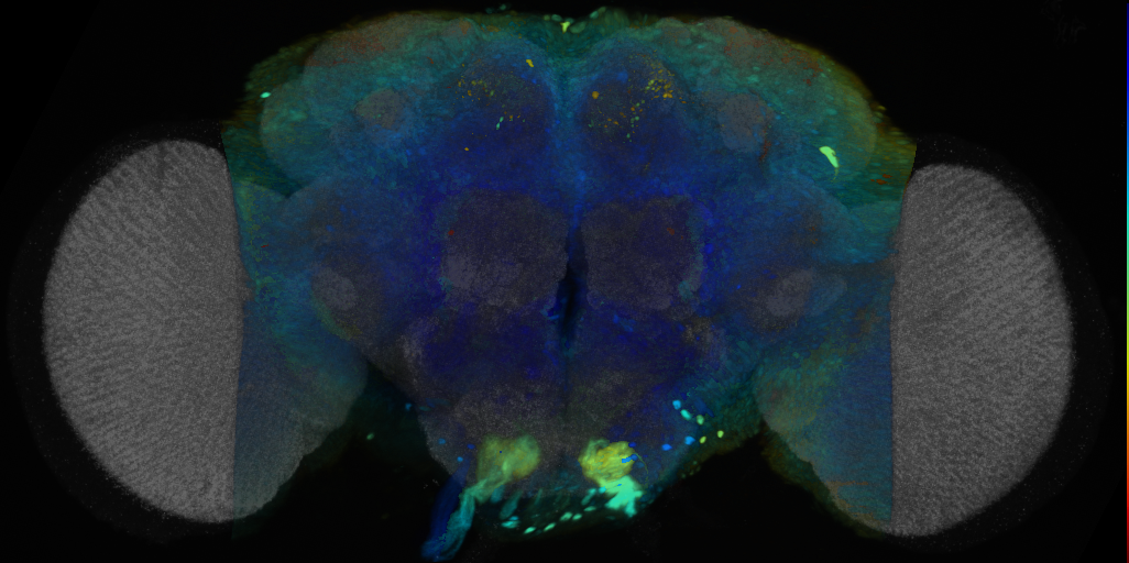 P{VT064517-GAL4} expression pattern