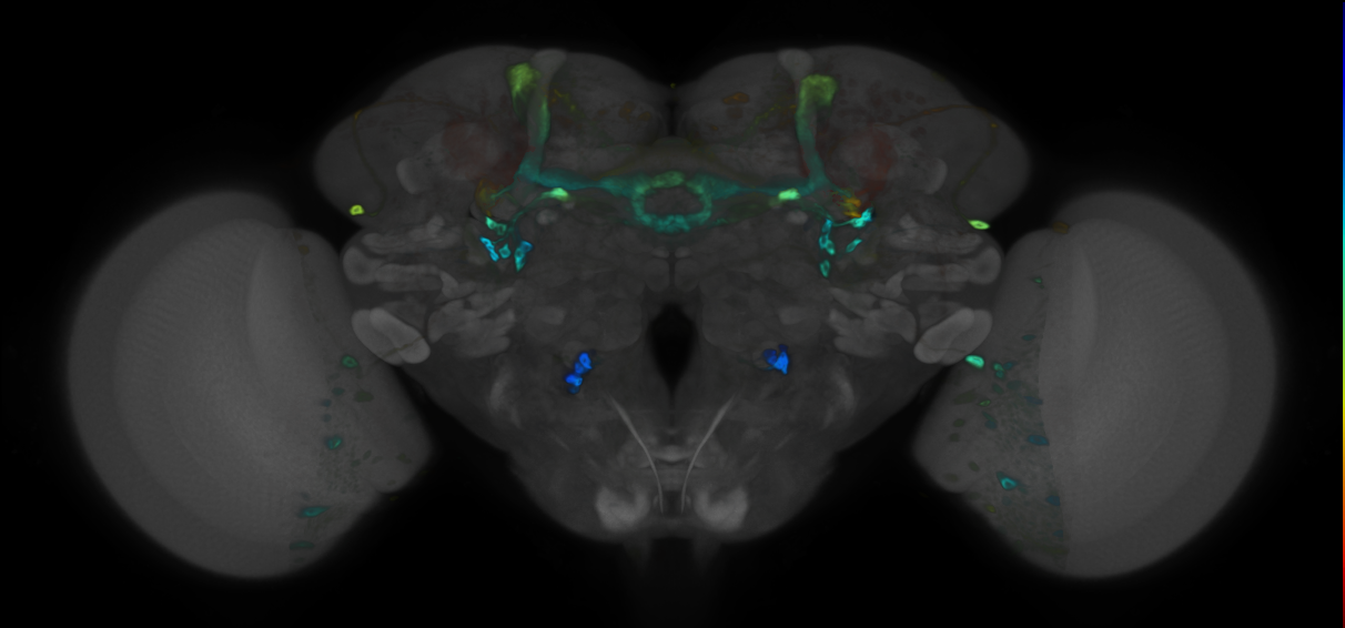P{VT064562-GAL4} expression pattern