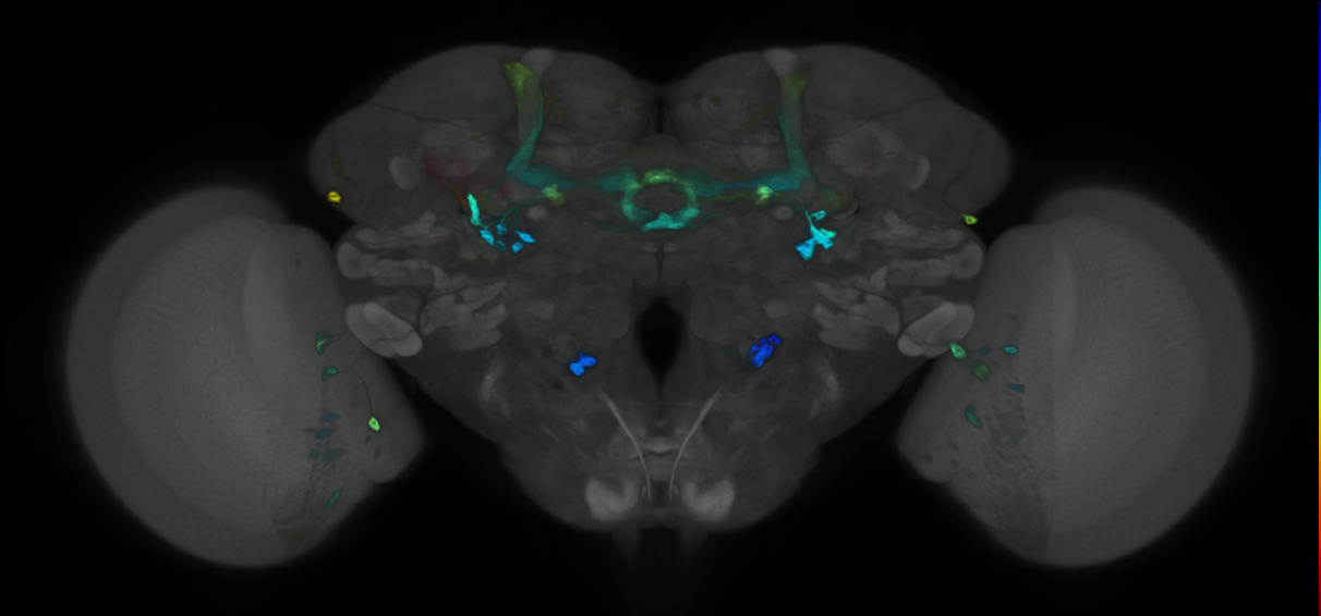 P{VT064562-GAL4} expression pattern
