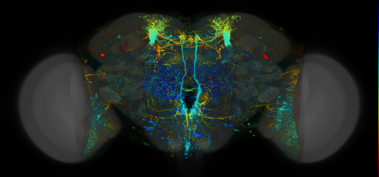 P{VT065270-GAL4} expression pattern