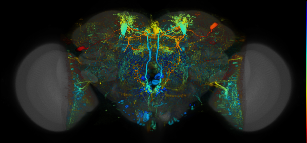 P{VT065270-GAL4} expression pattern
