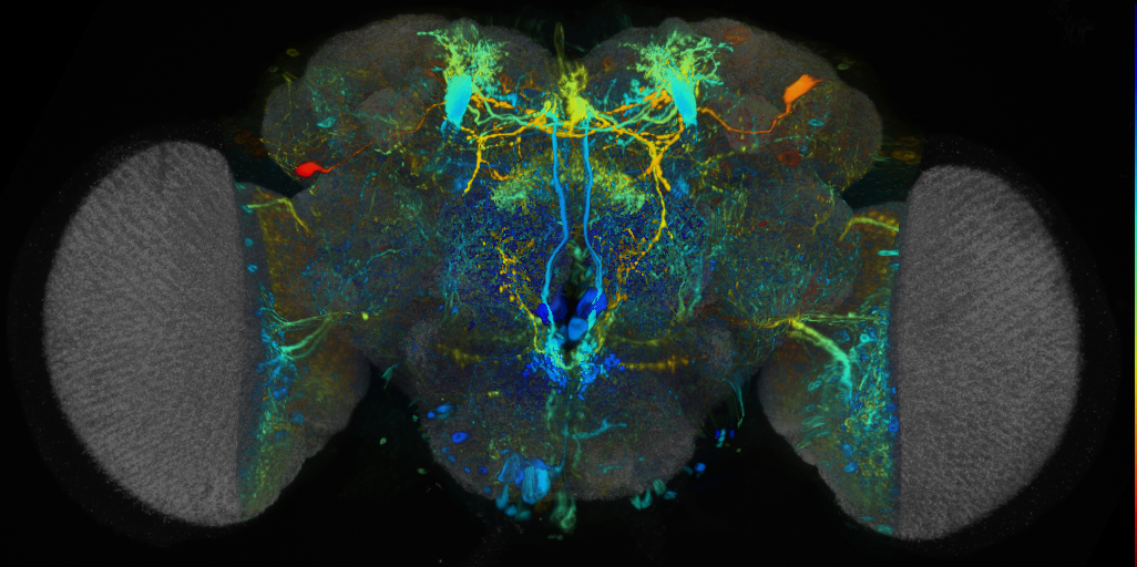 P{VT065270-GAL4} expression pattern