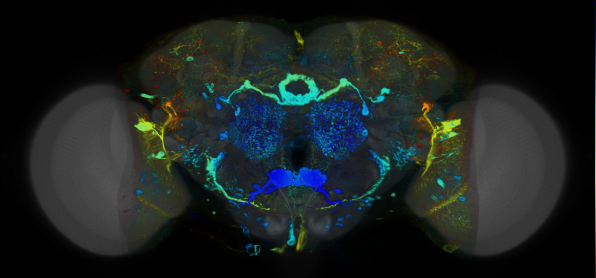 P{VT065290-GAL4} expression pattern
