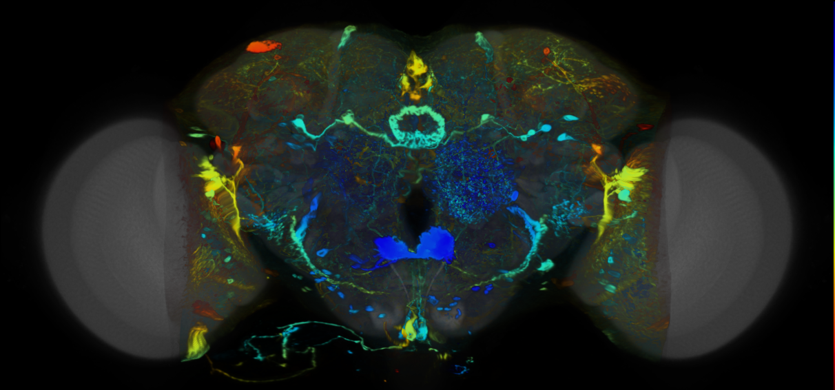 P{VT065290-GAL4} expression pattern