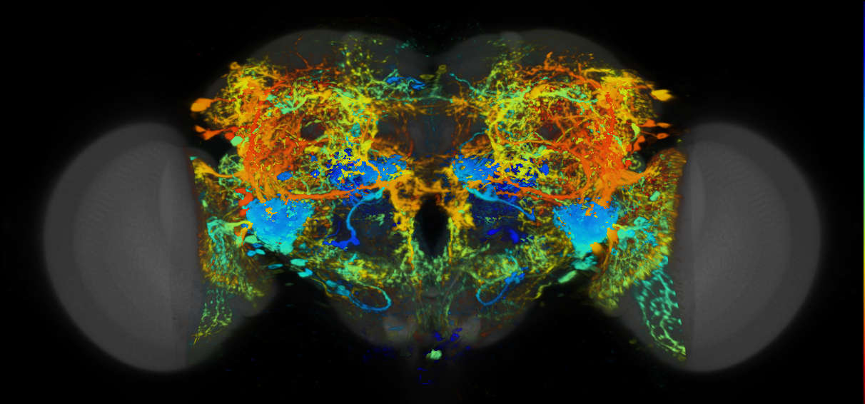 P{VT065292-GAL4} expression pattern