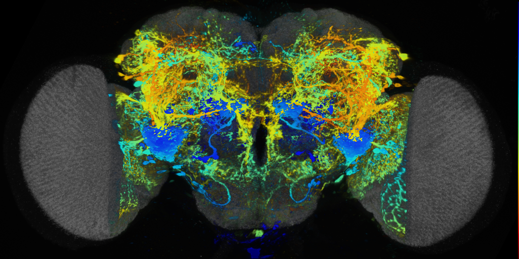 P{VT065292-GAL4} expression pattern