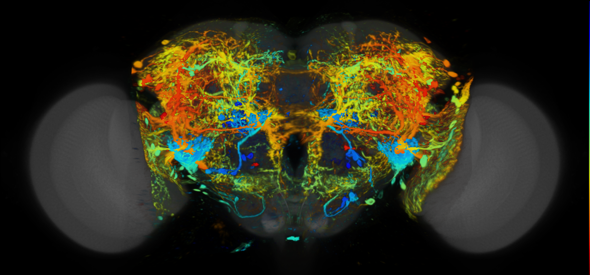 P{VT065292-GAL4} expression pattern
