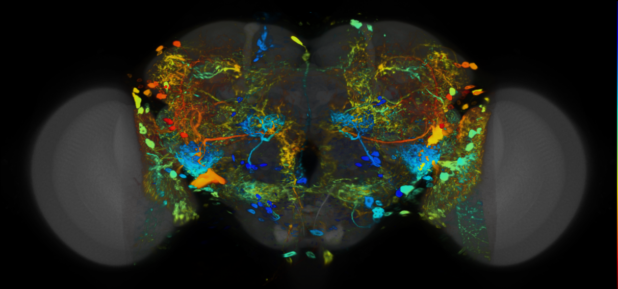 P{VT065292-GAL4} expression pattern