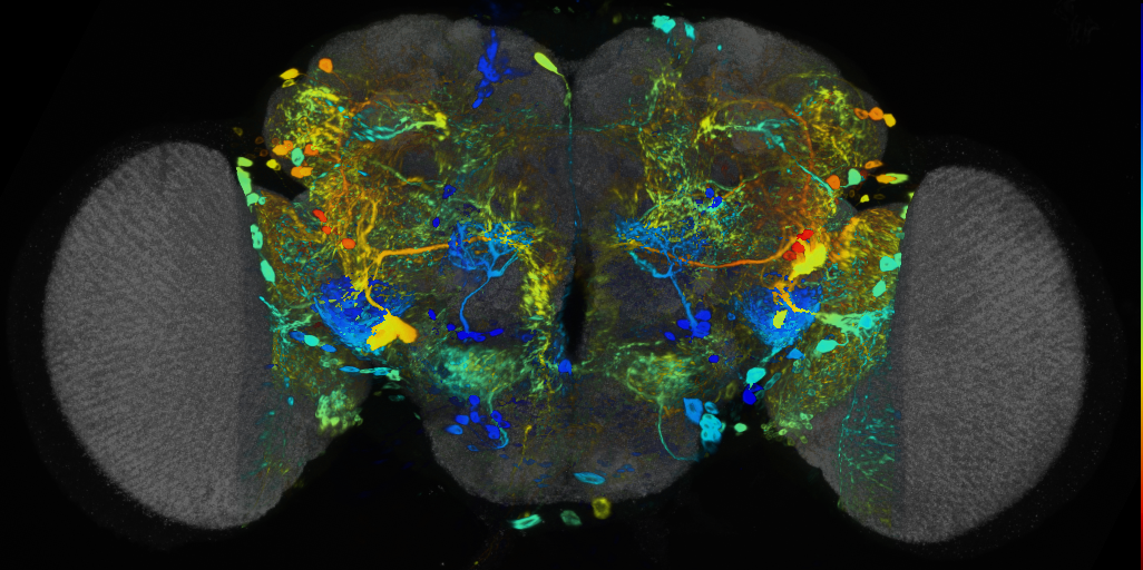 P{VT065292-GAL4} expression pattern