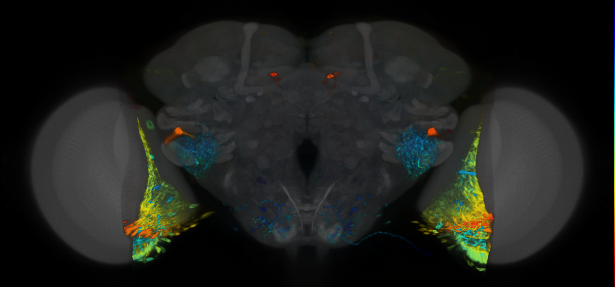 P{VT065320-GAL4} expression pattern