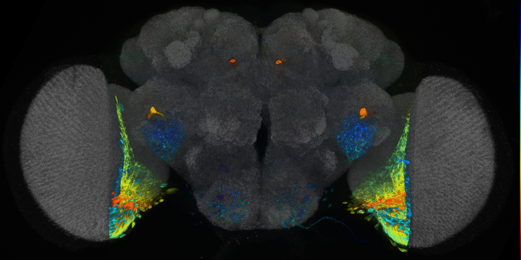 P{VT065320-GAL4} expression pattern
