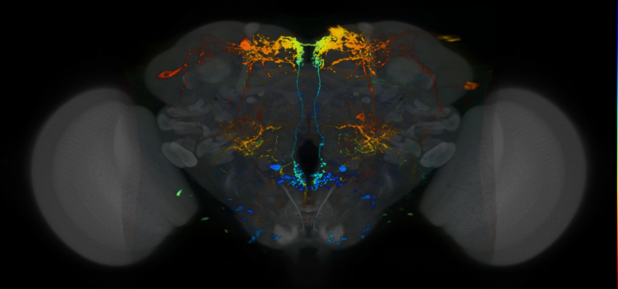 P{VT065328-GAL4} expression pattern