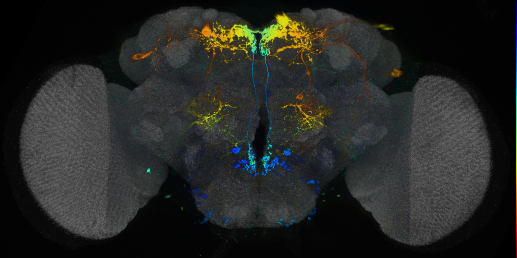 P{VT065328-GAL4} expression pattern