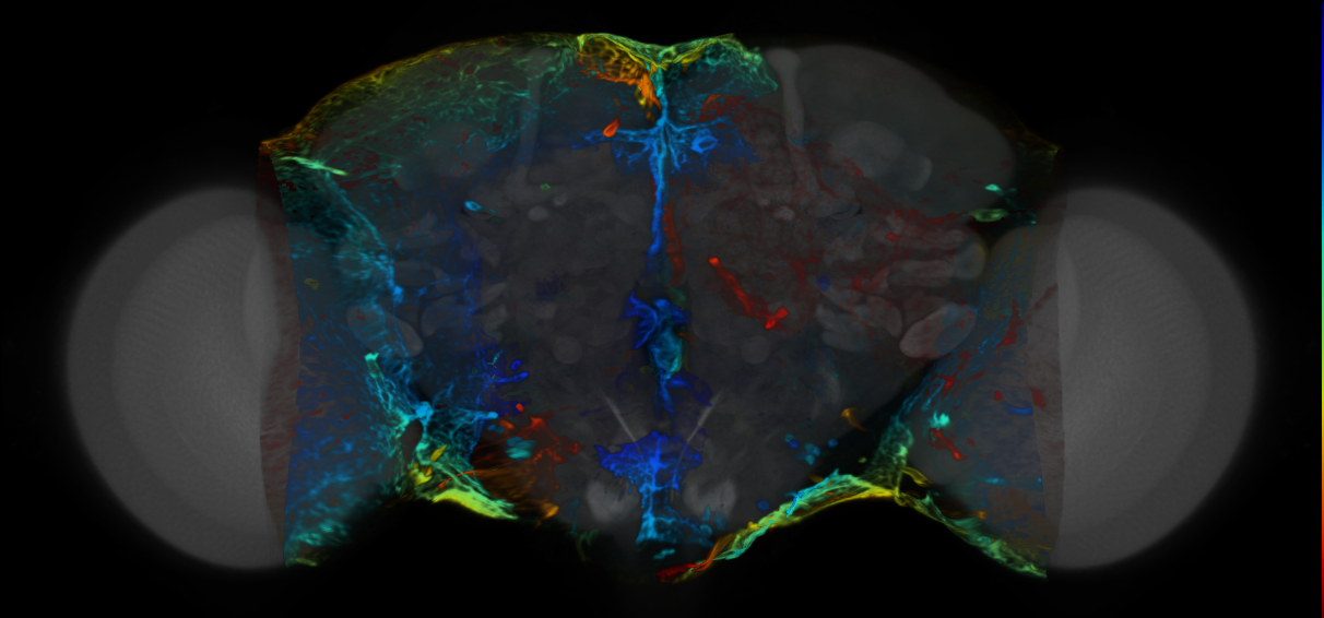 P{VT908527-GAL4} expression pattern