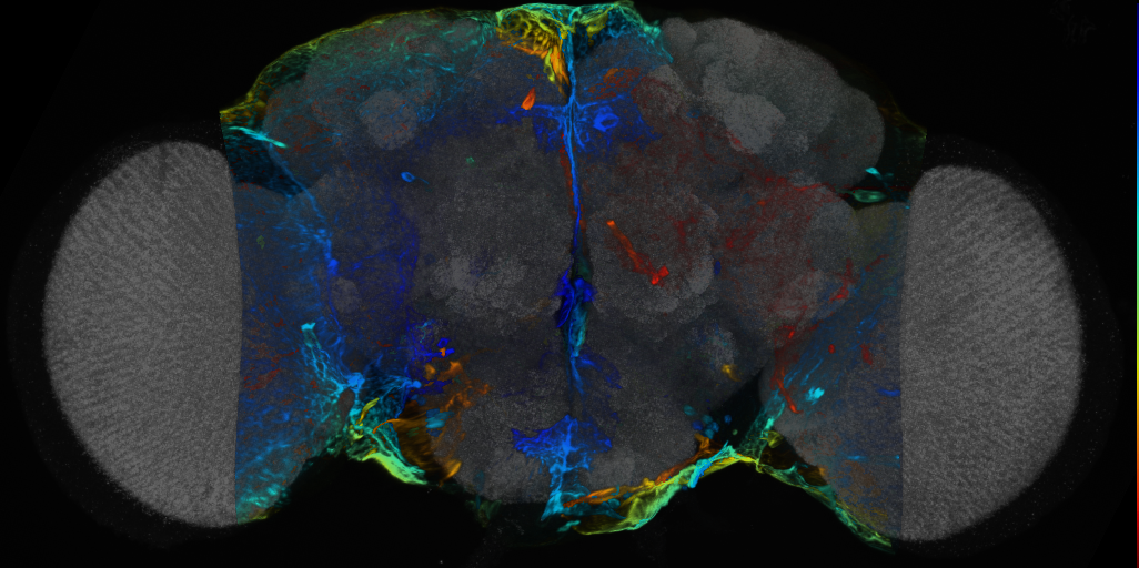 P{VT908527-GAL4} expression pattern