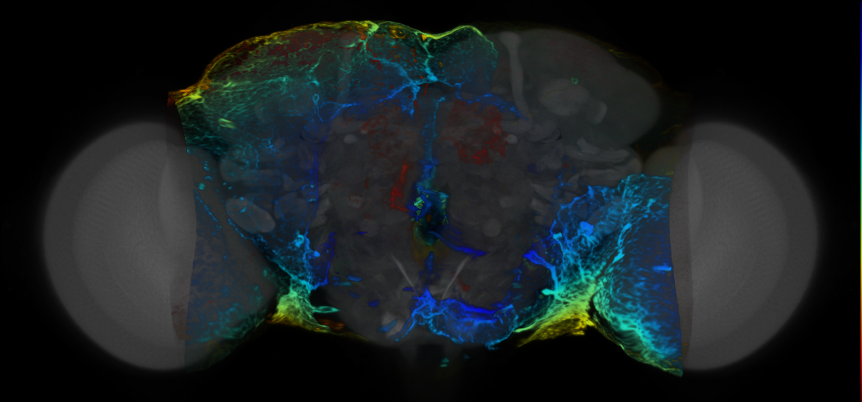 P{VT908527-GAL4} expression pattern