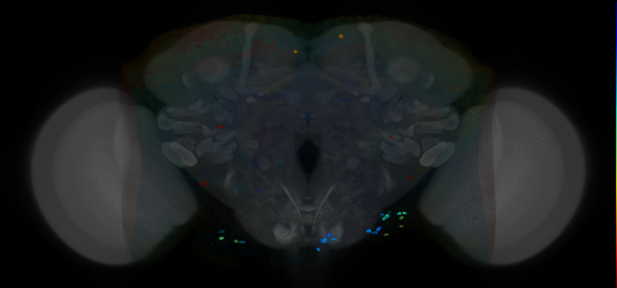 P{VT921912-GAL4} expression pattern