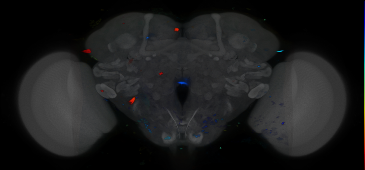 P{VT938145-GAL4} expression pattern